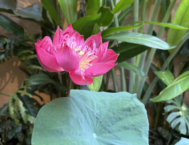 Điểm cơm 0đ